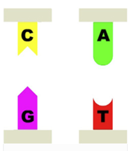 DNA base pairs diagram for forensic identification in Minnesota criminal cases